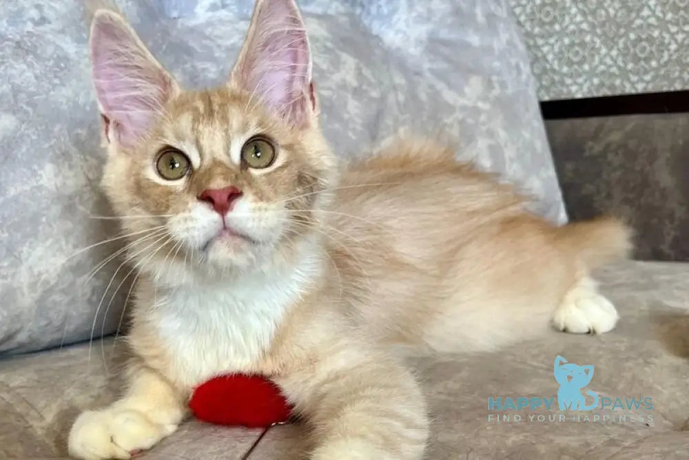 Efim Maine Coon male cream silver tabby with white live animals