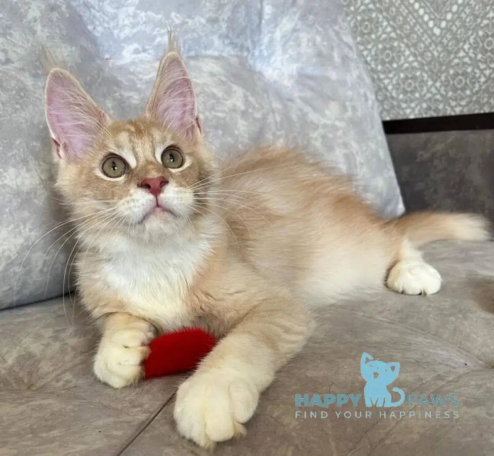 Efim Maine Coon male cream silver tabby with white live animals