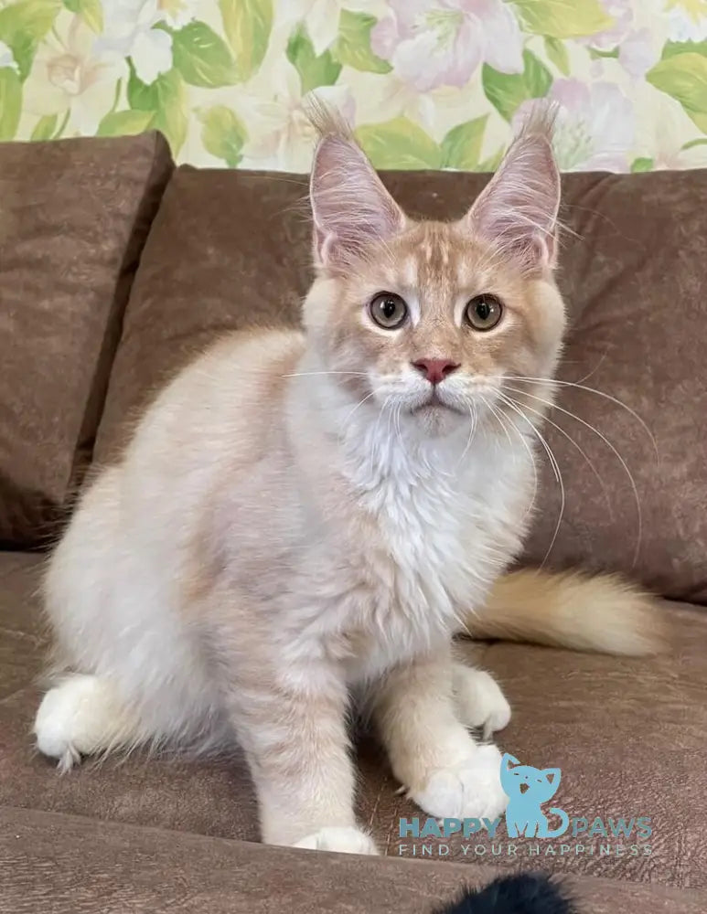 Efim Maine Coon male cream silver tabby with white live animals