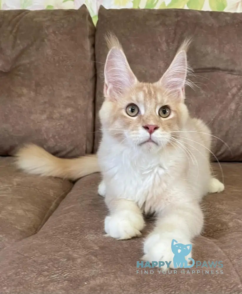 Efim Maine Coon male cream silver tabby with white live animals