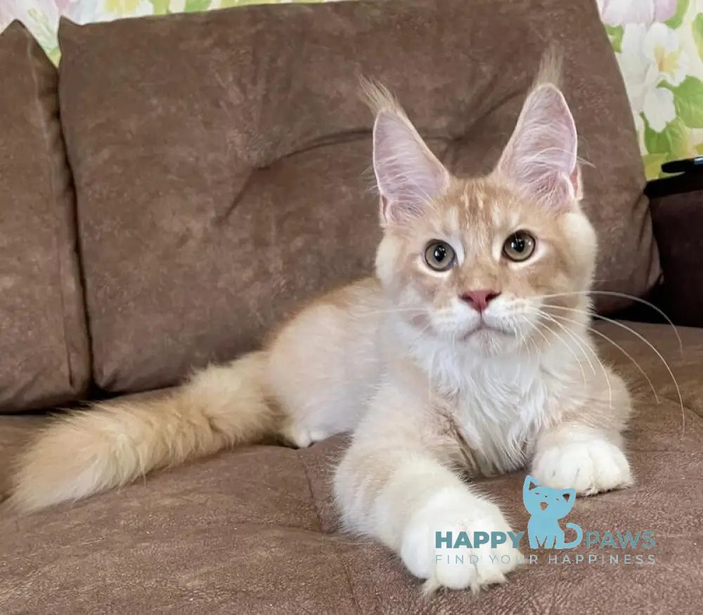 Efim Maine Coon male cream silver tabby with white live animals