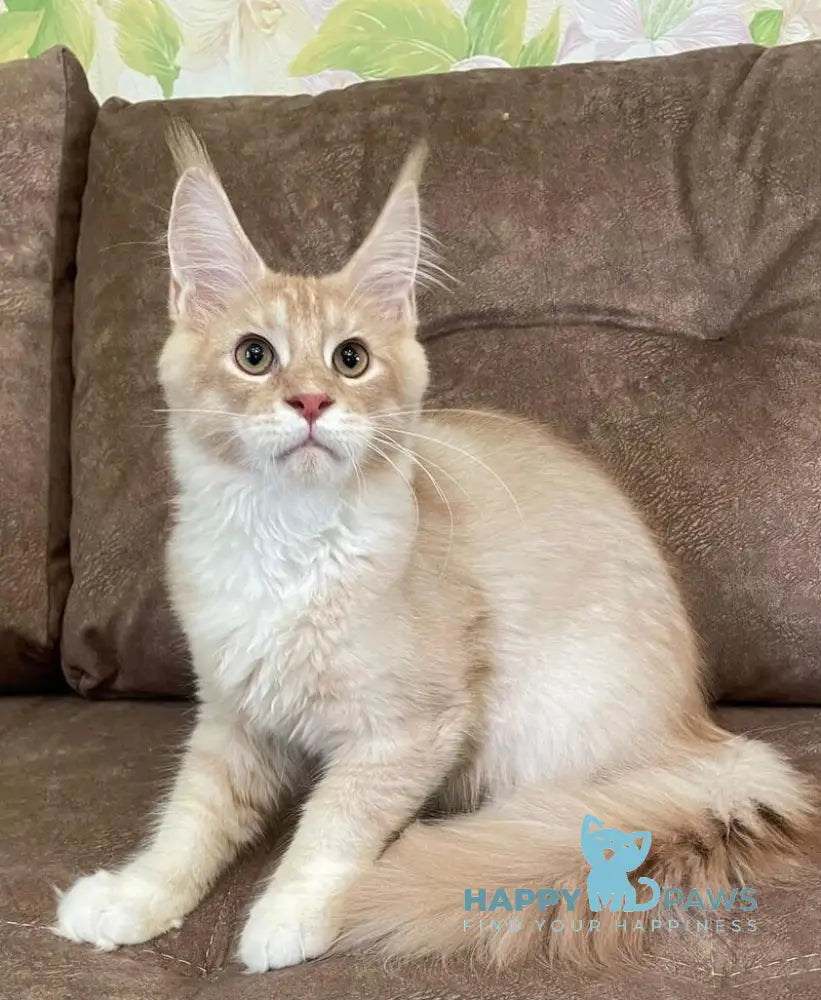 Efim Maine Coon male cream silver tabby with white live animals
