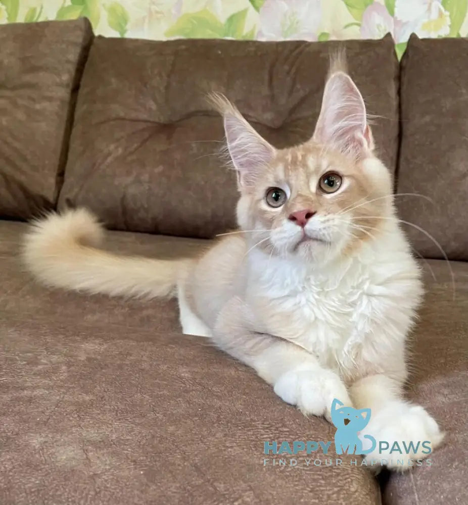 Efim Maine Coon male cream silver tabby with white live animals