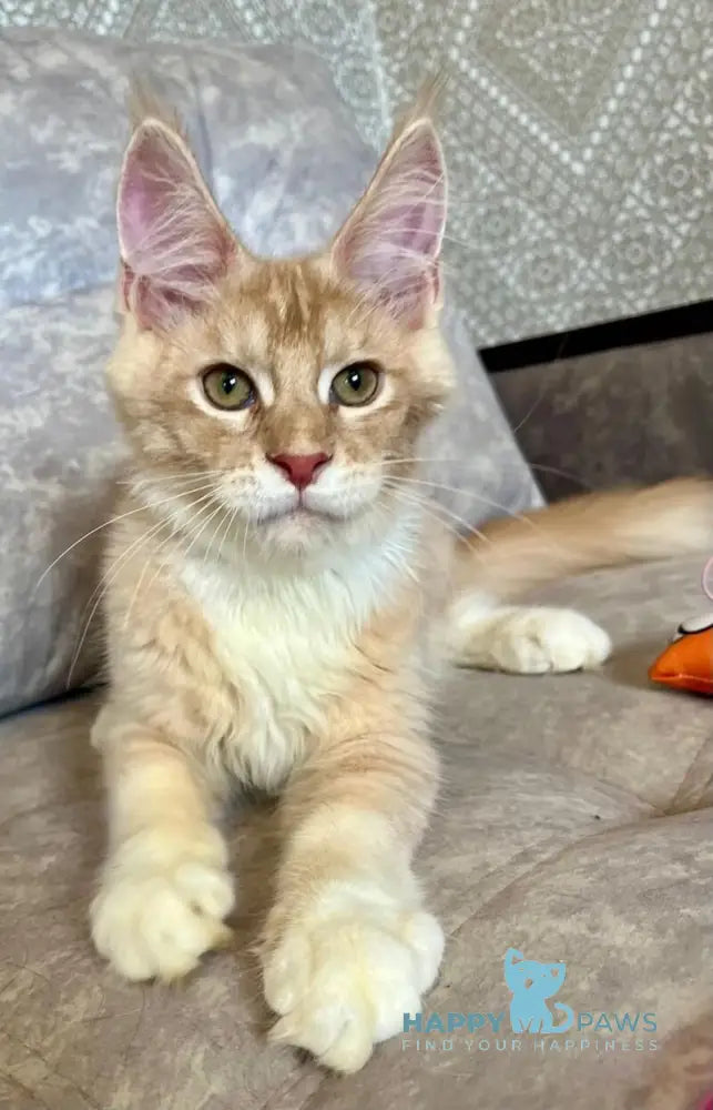 Efim Maine Coon male cream silver tabby with white live animals
