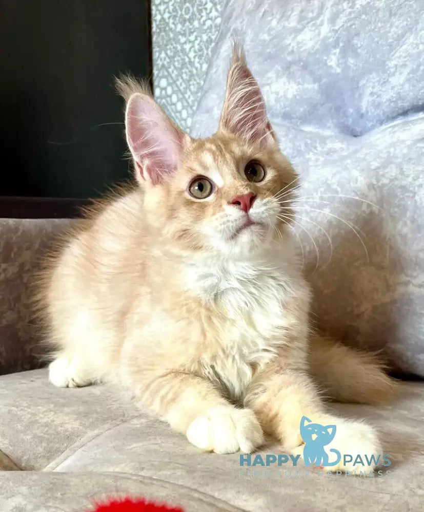Efim Maine Coon male cream silver tabby with white live animals