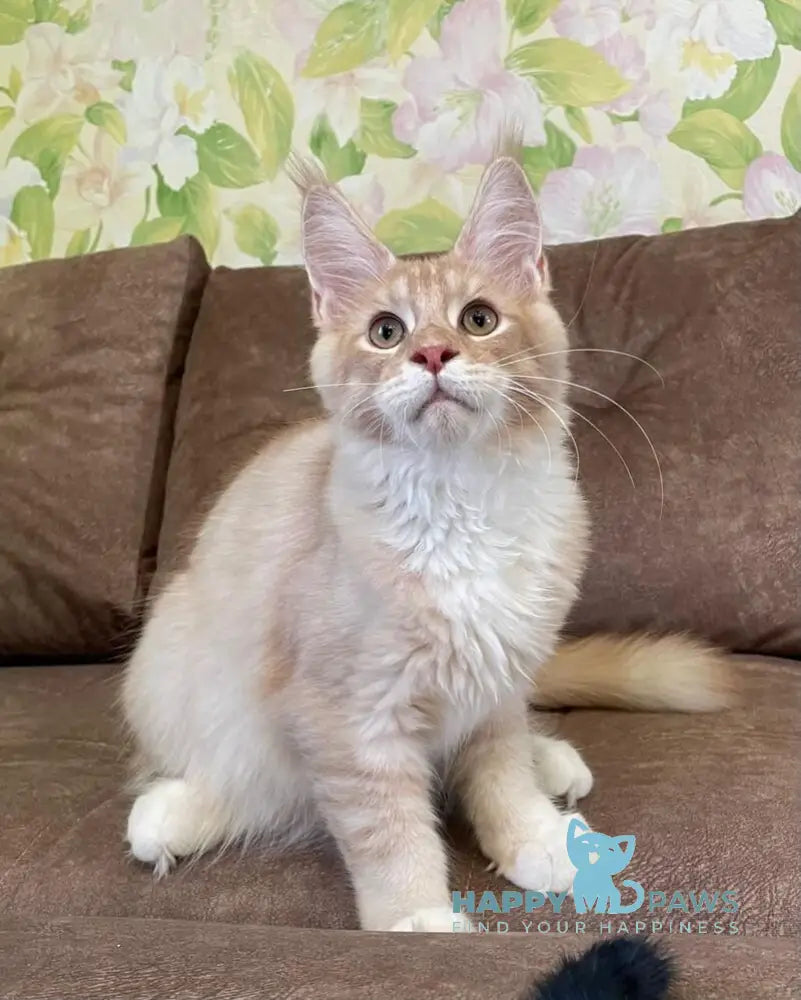 Efim Maine Coon male cream silver tabby with white live animals