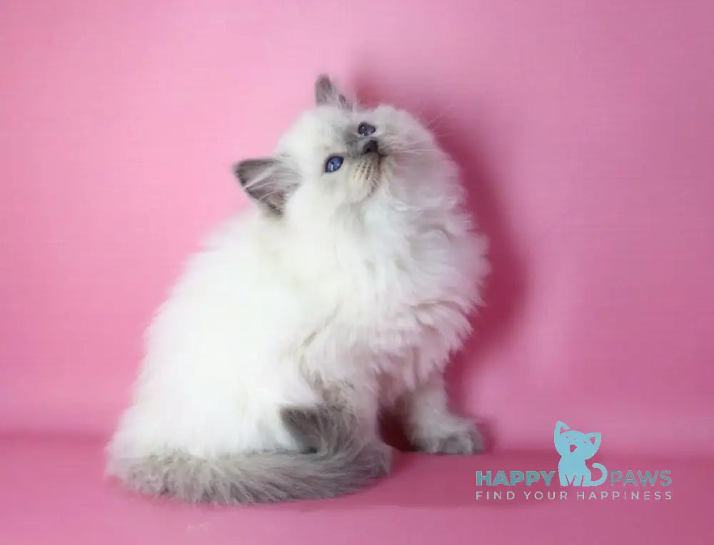 Efim Ragdoll male blue pointed live animals