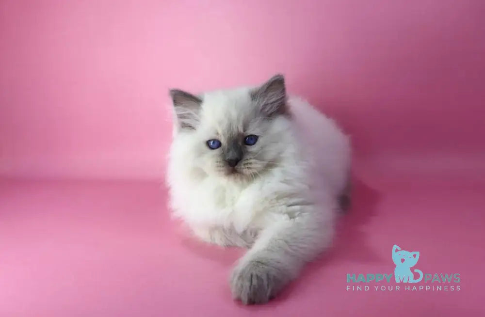 Efim Ragdoll male blue pointed live animals