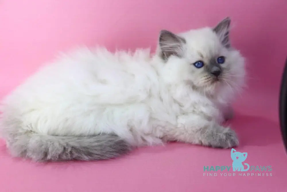 Efim Ragdoll male blue pointed live animals