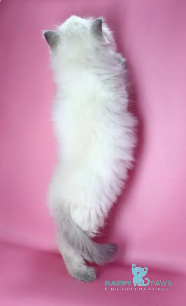 Efim Ragdoll male blue pointed live animals