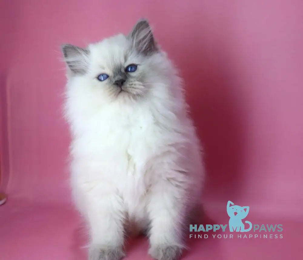 Efim Ragdoll male blue pointed live animals