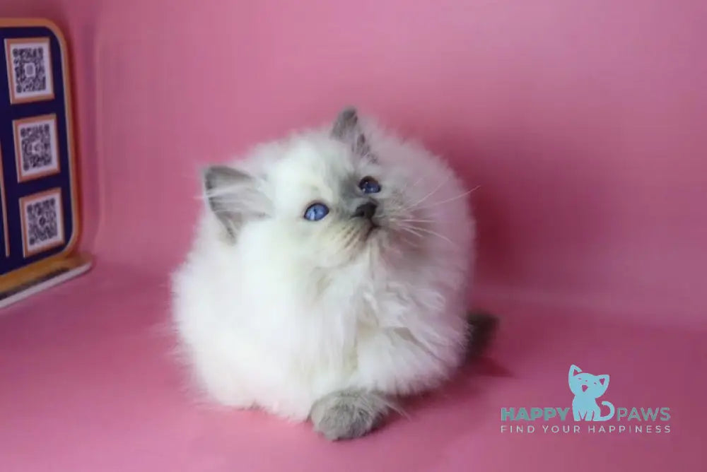 Efim Ragdoll male blue pointed live animals