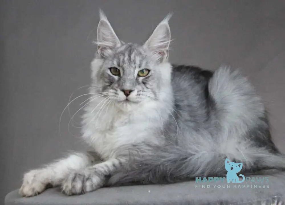 Efrat Maine Coon male black silver spotted tabby live animals