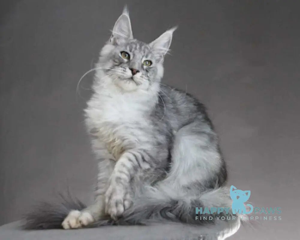 Efrat Maine Coon male black silver spotted tabby live animals