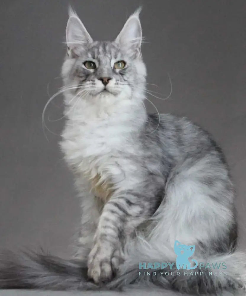 Efrat Maine Coon male black silver spotted tabby live animals