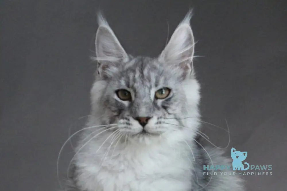 Efrat Maine Coon male black silver spotted tabby live animals