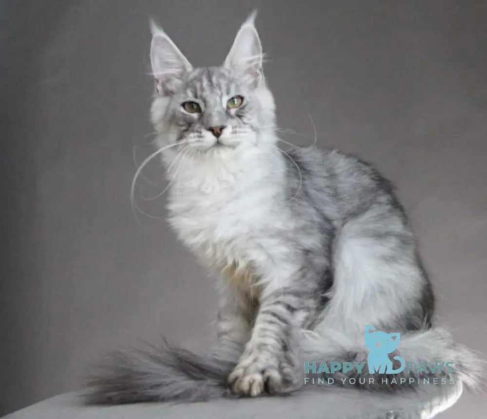 Efrat Maine Coon male black silver spotted tabby live animals