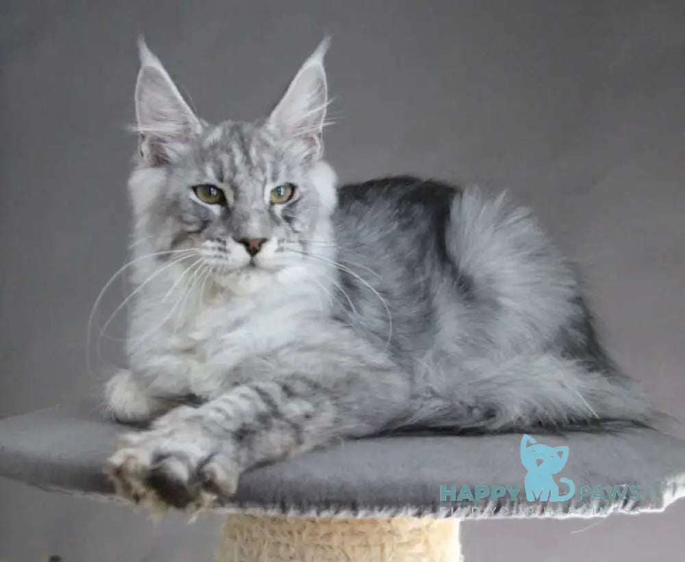 Efrat Maine Coon male black silver spotted tabby live animals