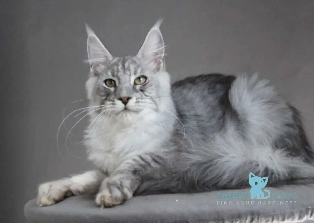 Efrat Maine Coon male black silver spotted tabby live animals