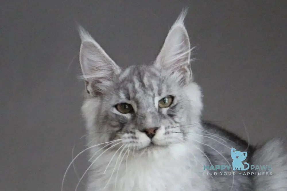 Efrat Maine Coon male black silver spotted tabby live animals