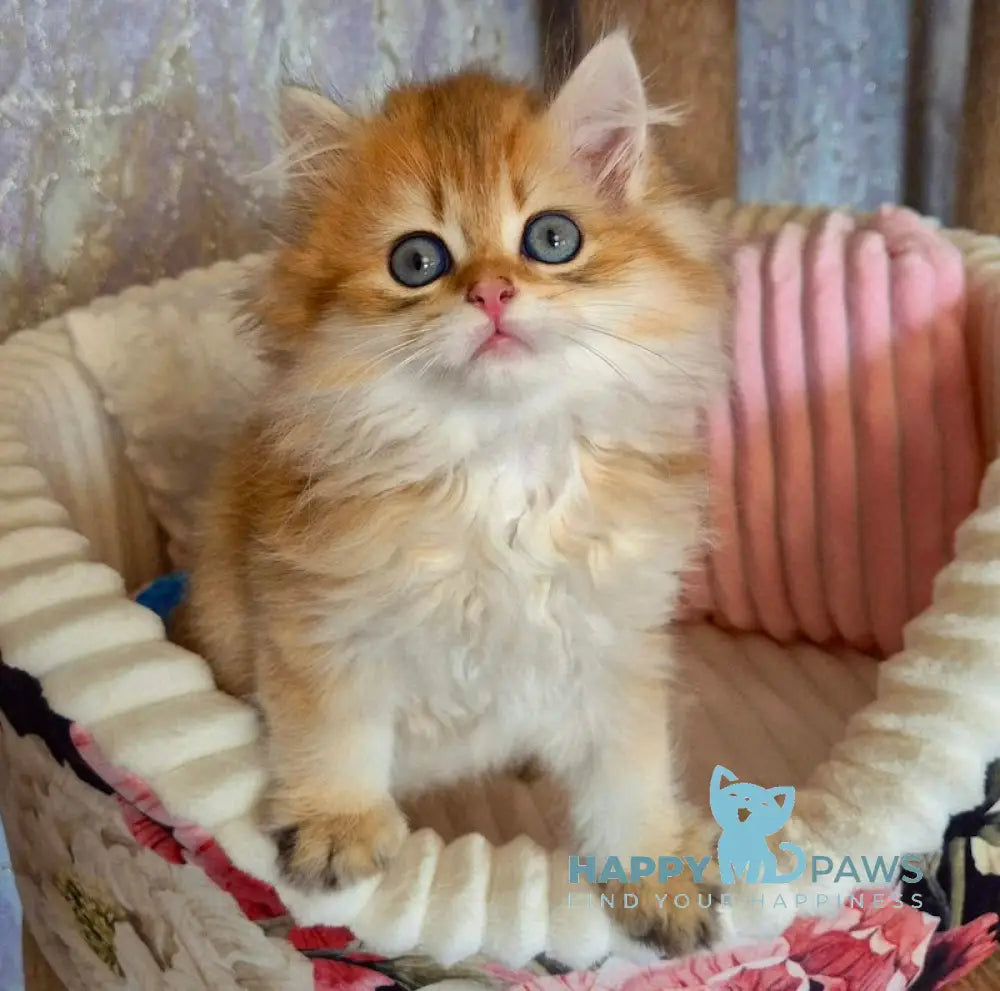 Egor British Longhair male black golden shaded live animals