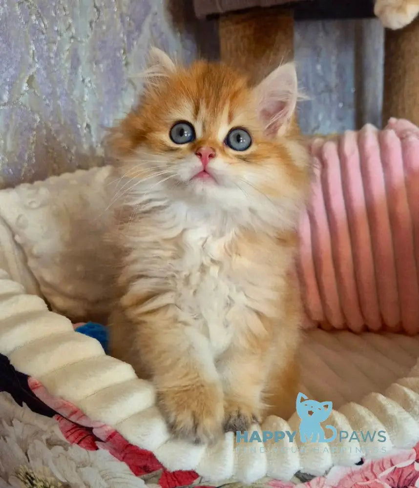 Egor British Longhair male black golden shaded live animals