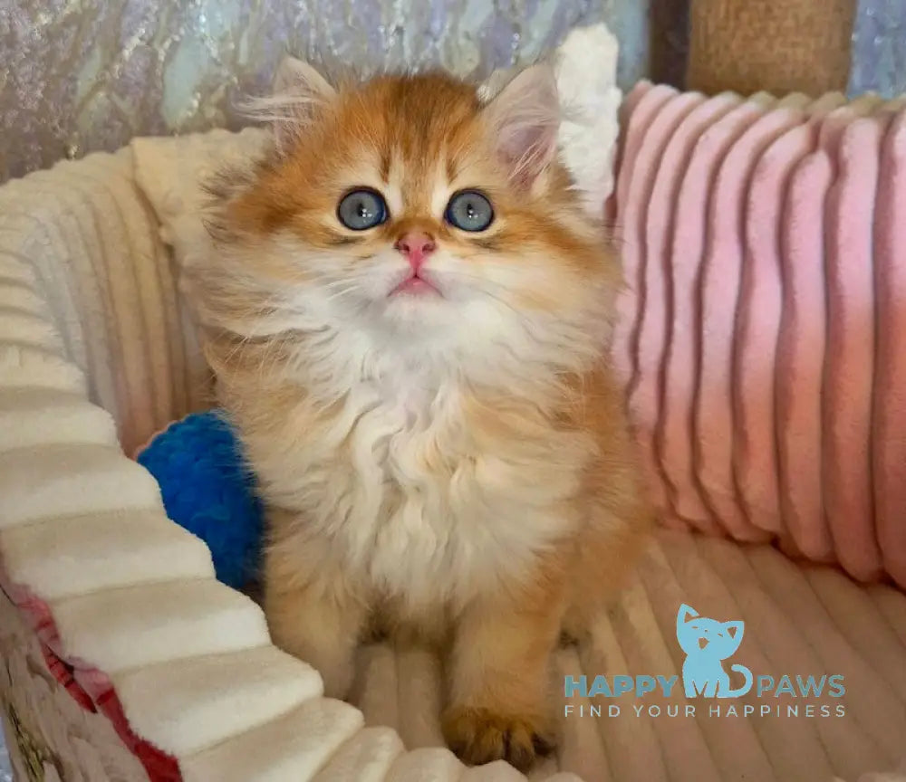 Egor British Longhair male black golden shaded live animals