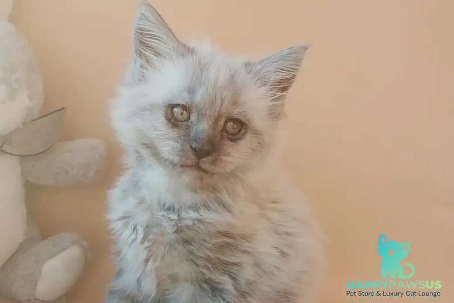 Egor Maine Coon male black silver - live animals