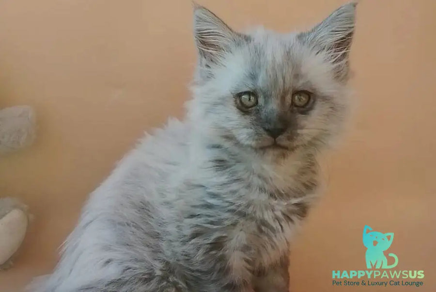 Egor Maine Coon male black silver - live animals