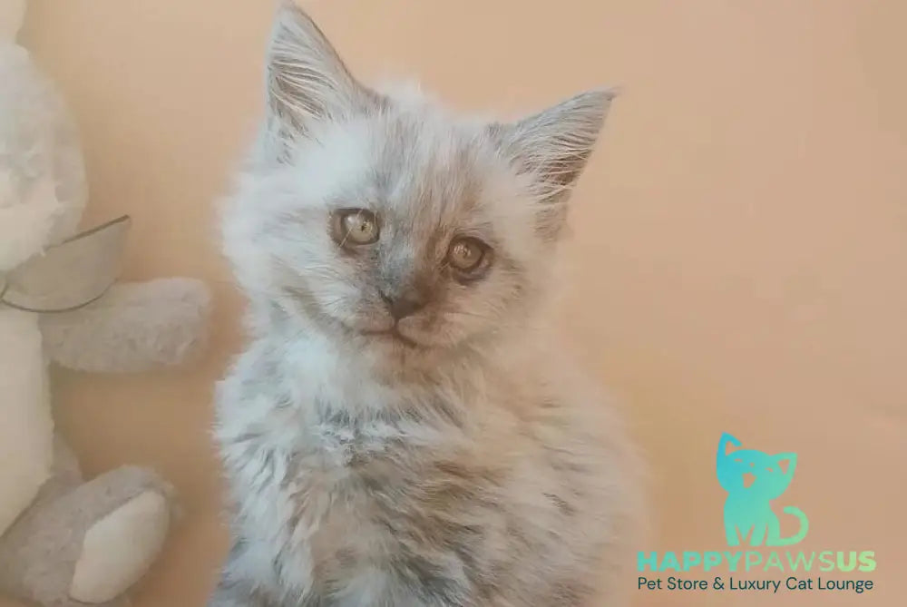 Egor Maine Coon male black silver - live animals