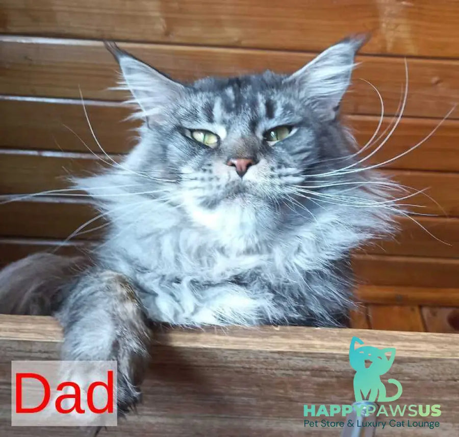 Egor Maine Coon male black silver - live animals