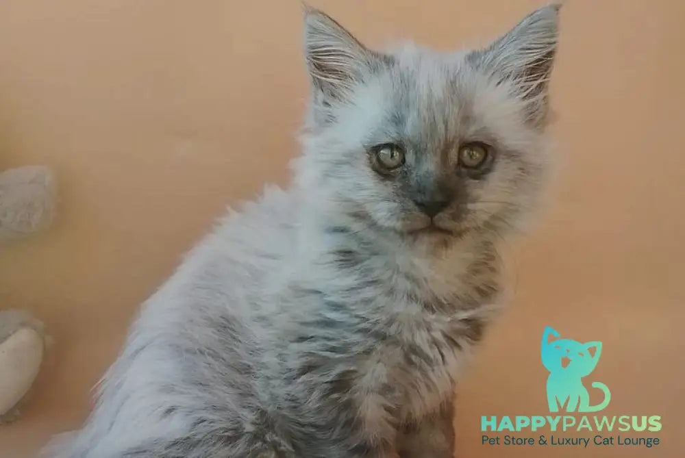 Egor Maine Coon male black silver - live animals