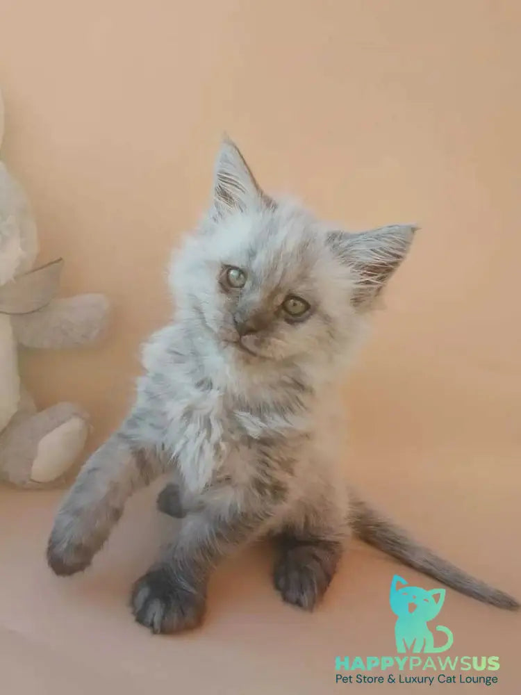 Egor Maine Coon male black silver - live animals