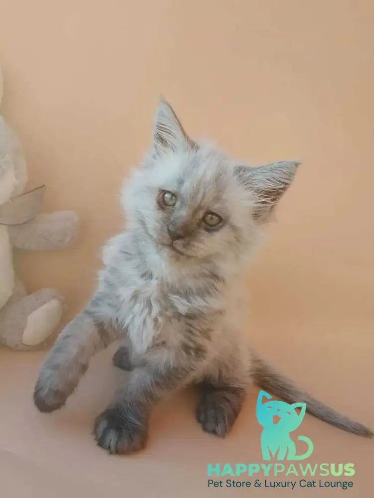 Egor Maine Coon male black silver - live animals