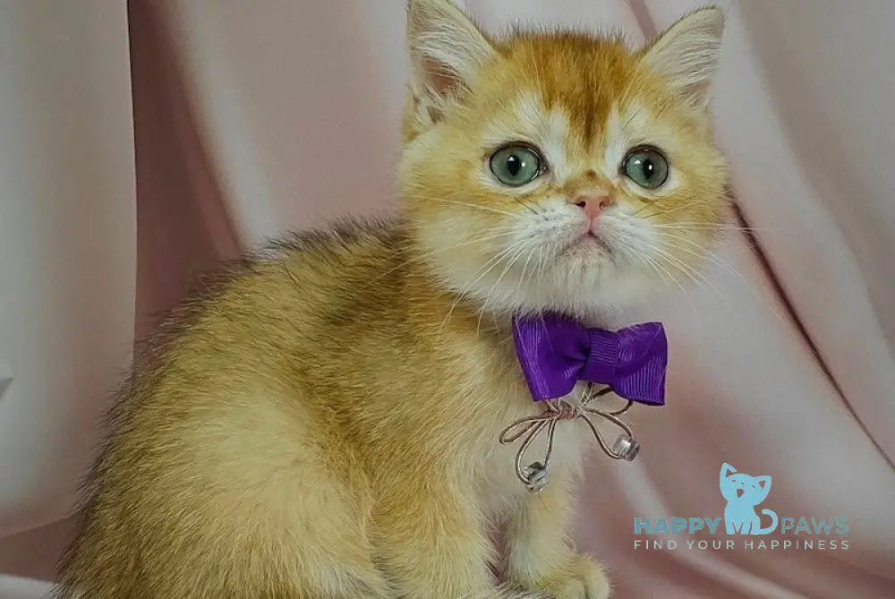 Egorka British Shorthair male chocolate golden chinchilla live animals