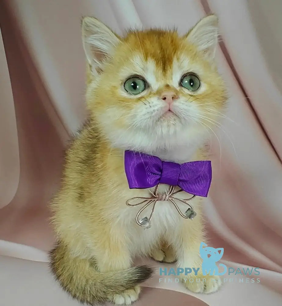 Egorka British Shorthair male chocolate golden chinchilla live animals