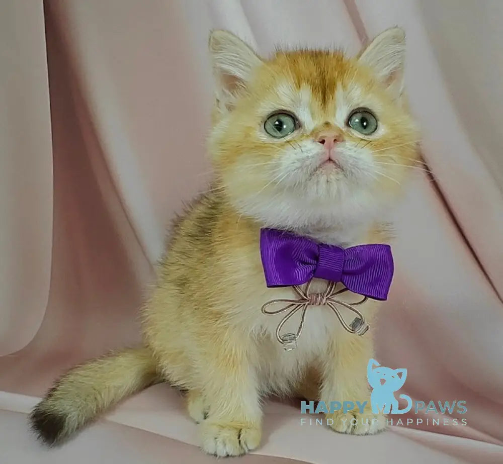 Egorka British Shorthair male chocolate golden chinchilla live animals