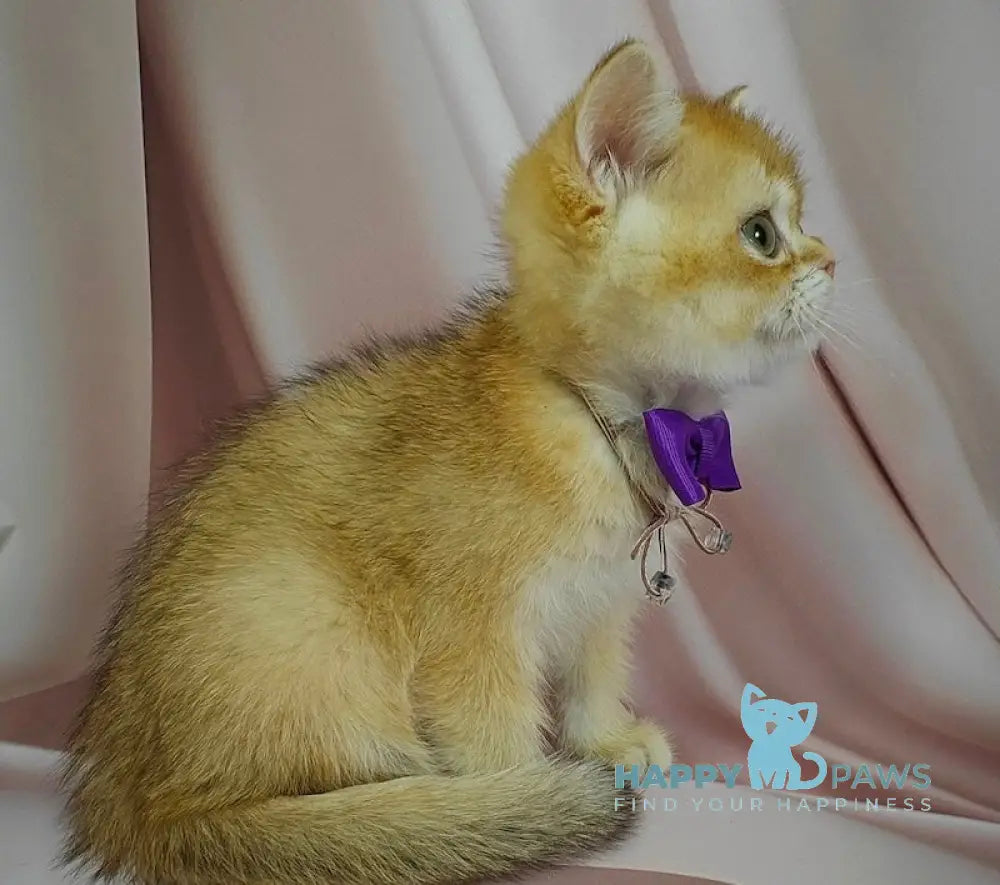 Egorka British Shorthair male chocolate golden chinchilla live animals