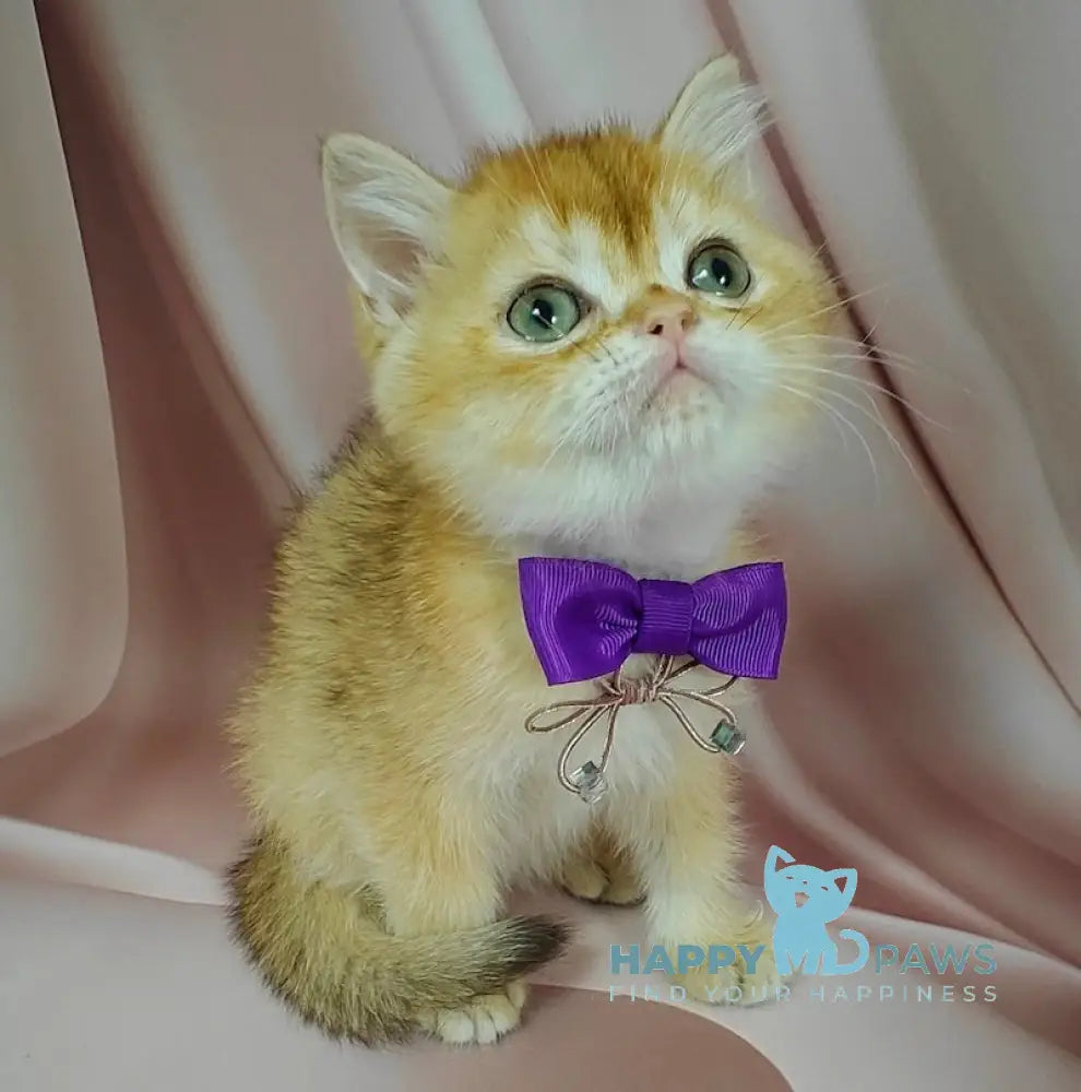 Egorka British Shorthair male chocolate golden chinchilla live animals