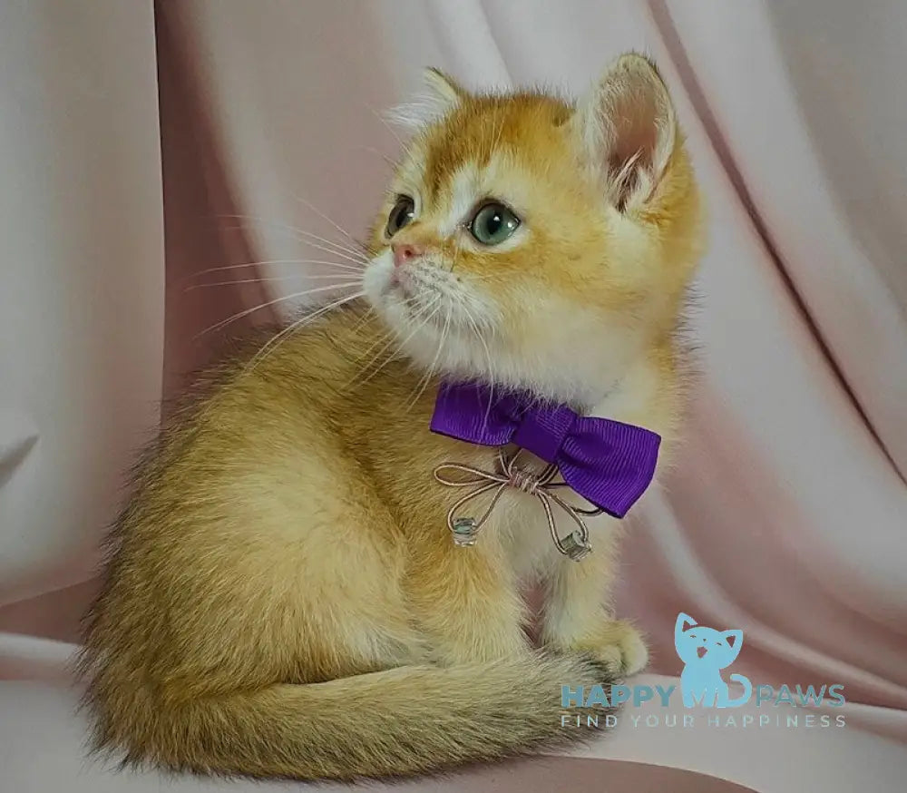 Egorka British Shorthair male chocolate golden chinchilla live animals