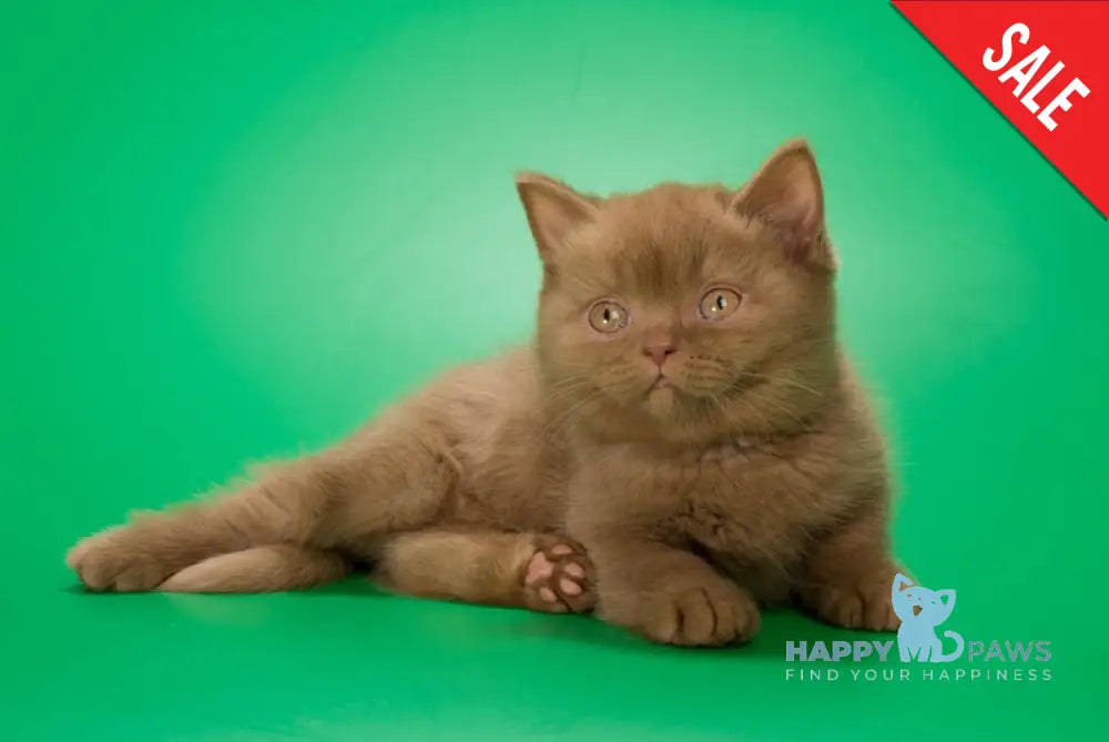 Egoza British Shorthair female cinnamon live animals