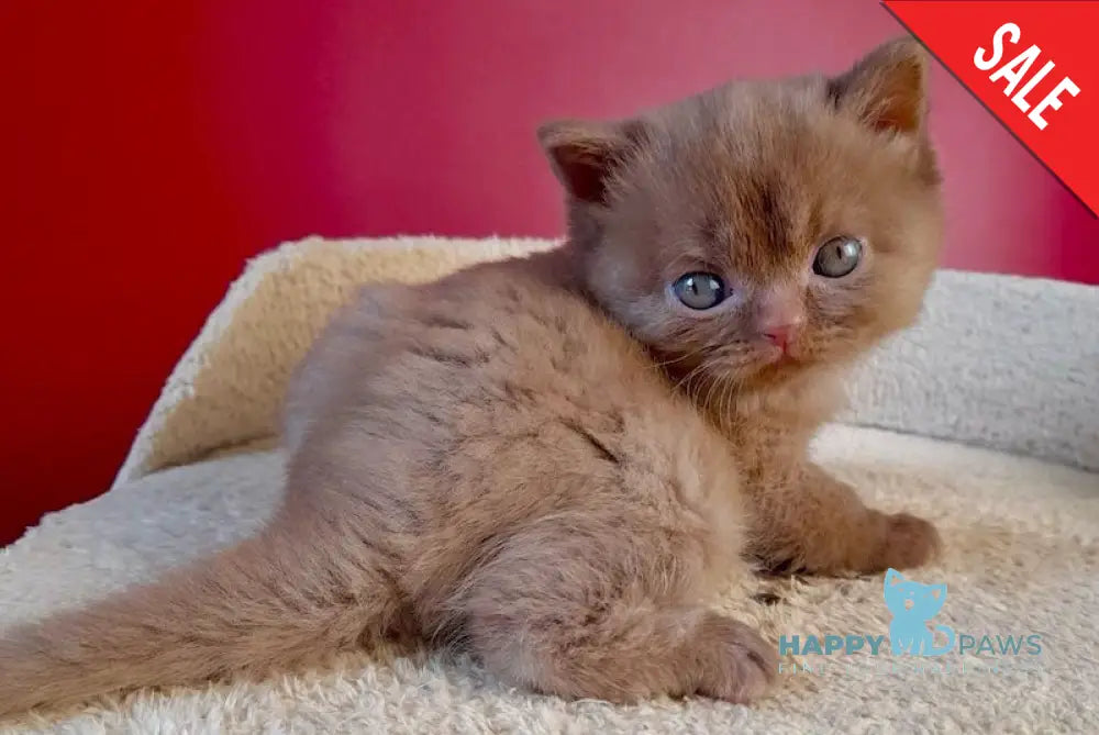 Egoza British Shorthair female cinnamon live animals