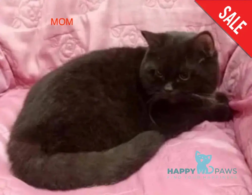 Egoza British Shorthair female cinnamon live animals
