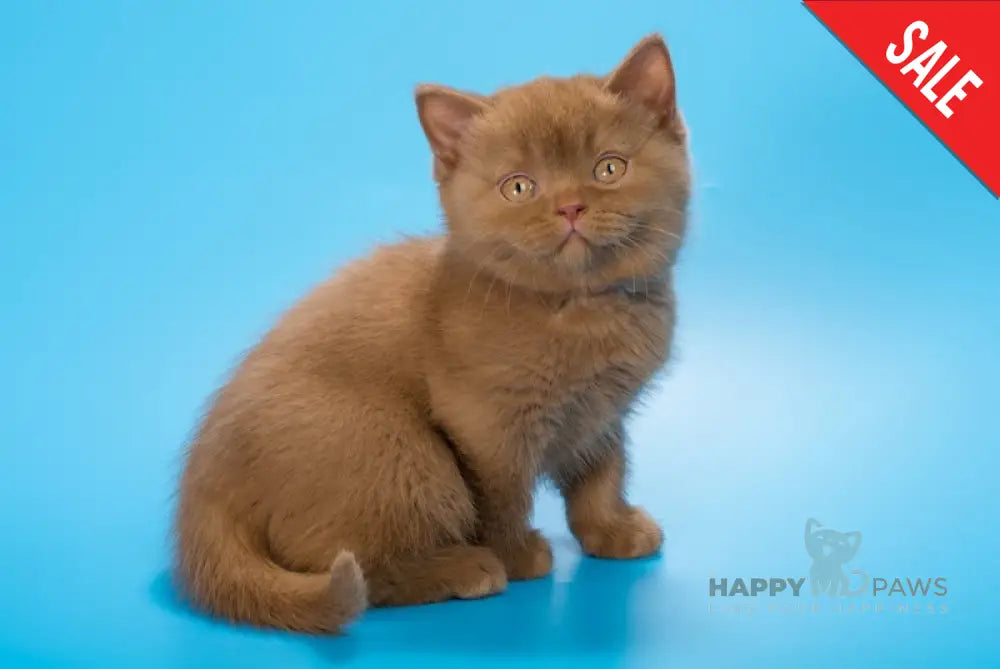 Egoza British Shorthair female cinnamon live animals