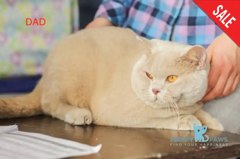 Egoza British Shorthair female cinnamon live animals