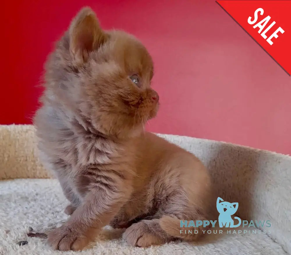 Egoza British Shorthair female cinnamon live animals