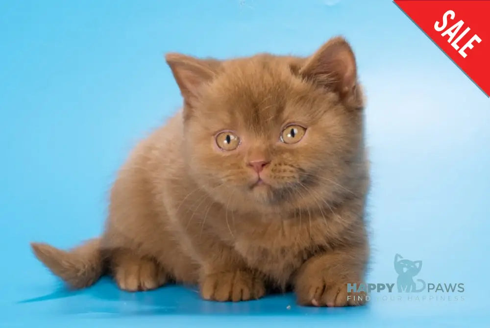 Egoza British Shorthair female cinnamon live animals