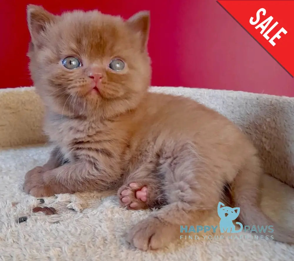Egoza British Shorthair female cinnamon live animals