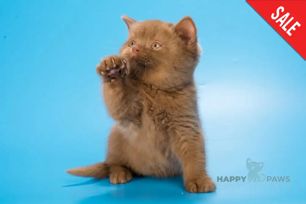 Egoza British Shorthair female cinnamon live animals