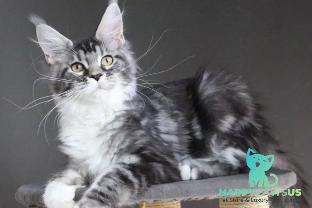 Egoza Maine Coon female black silver tabby with white - live animals